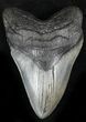 Epic Megalodon Tooth - South Carolina #27315-1